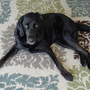 Dog laying on a carpet