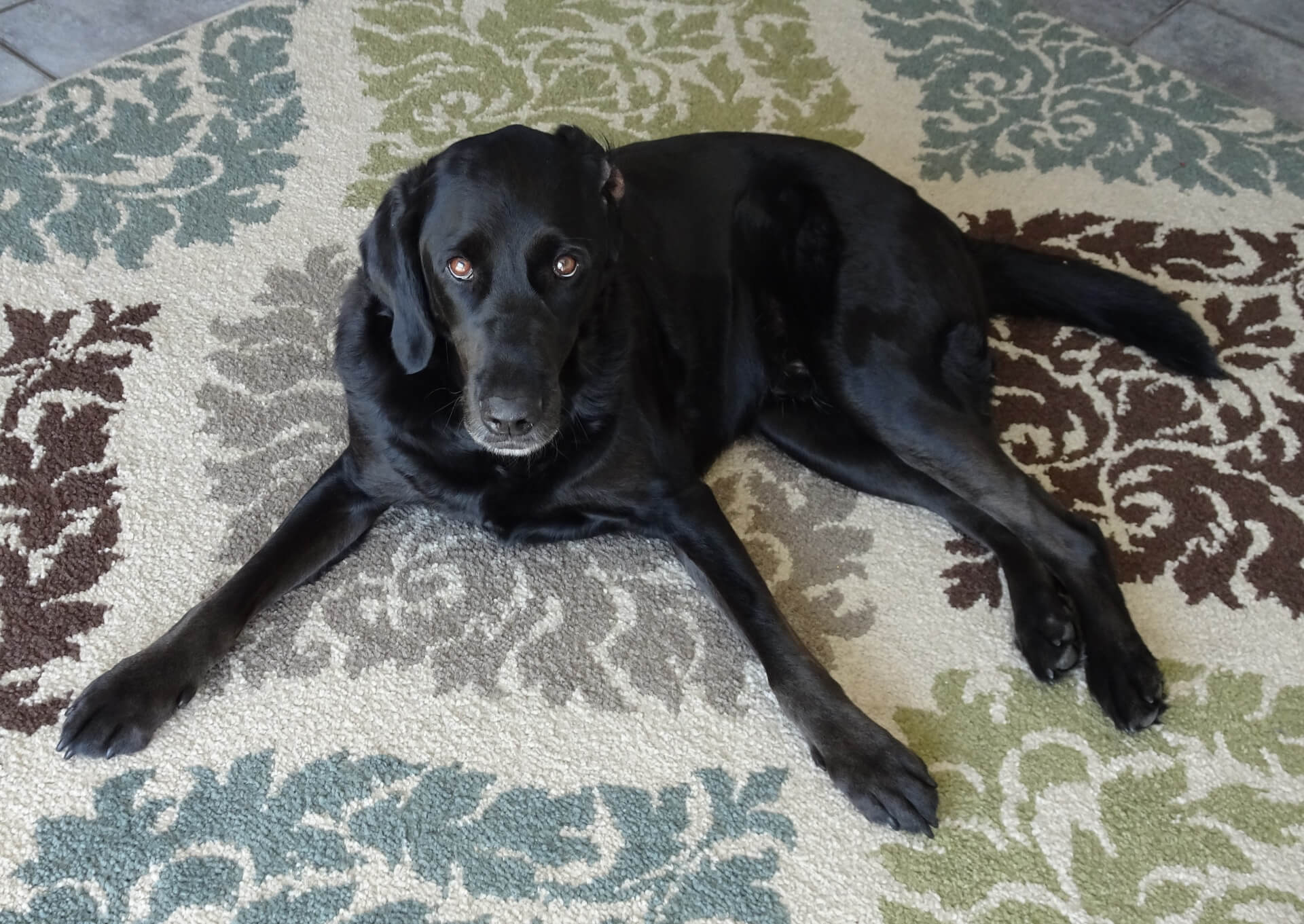 Dog laying on a carpet